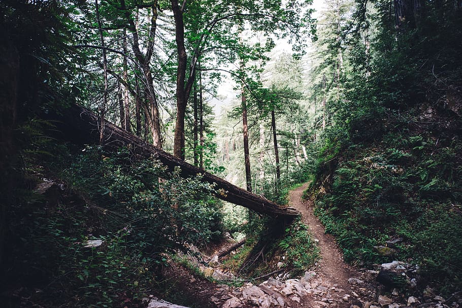 forest pathway, brown, surface, alley, trees, nature, forests HD wallpaper