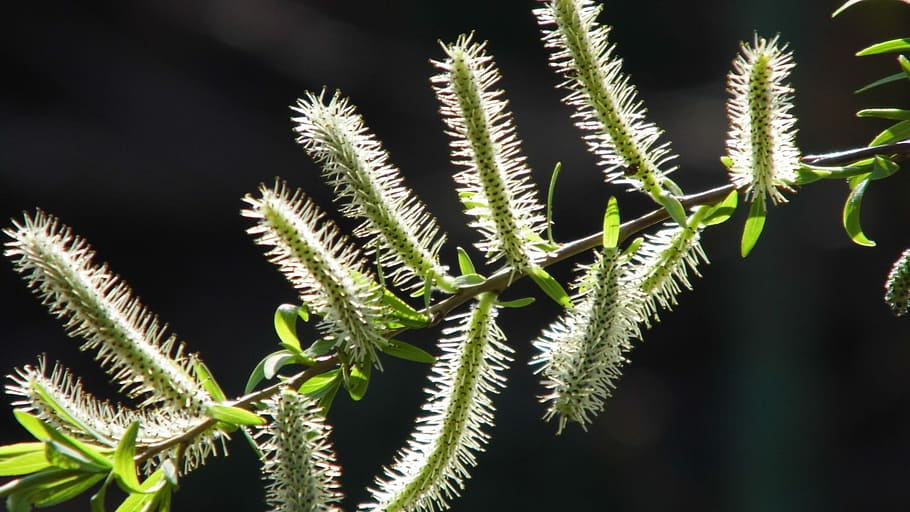 selix alba, shrub, tree, a branch, plant, growth, leaf, plant part HD wallpaper
