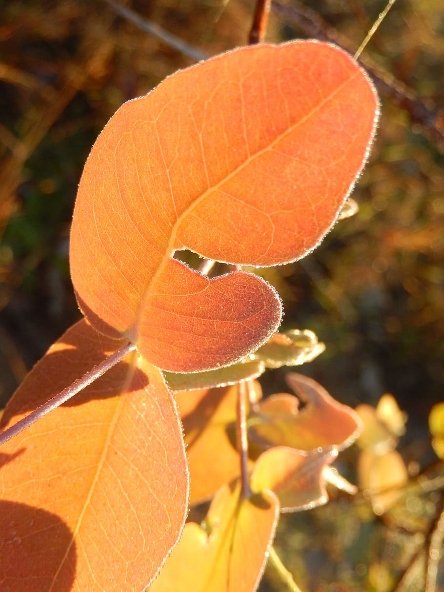 Dew, Leaf, Nature, Plant, floiage, orange color, close-up, no people HD wallpaper