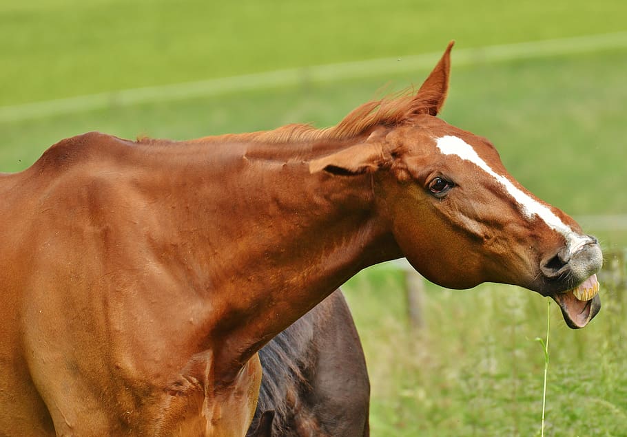 horse, coupling, stallion, eat, paddock, brown, meadow, pasture HD wallpaper
