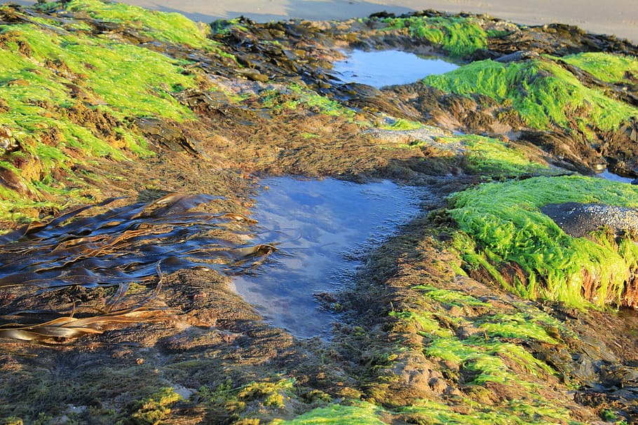 seaweed, rock pools, nature, texture, marine, algae, ocean HD wallpaper
