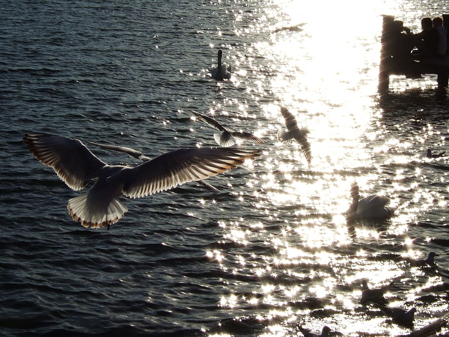 terns, starnberger see, water, vertebrate, flying, animal wildlife HD wallpaper