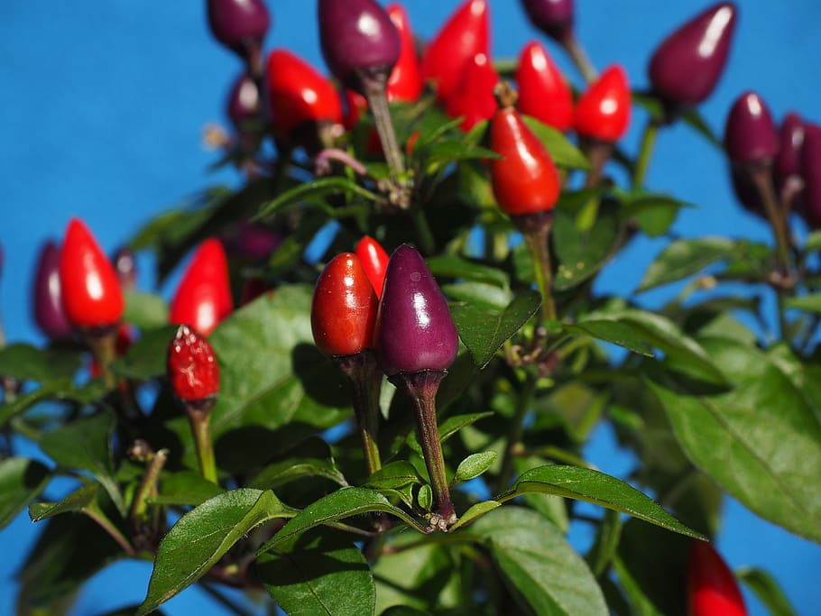 ornamental peppers, fruits, chili berry, violet, red, capsicum salsa, HD wallpaper