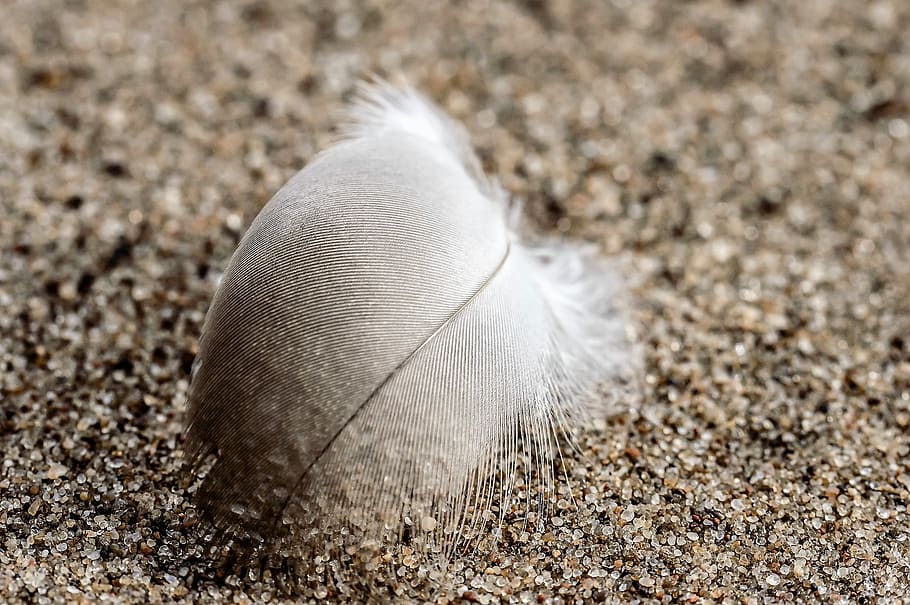 spring, white, sand, plumage, slightly, nature, bird feather HD wallpaper