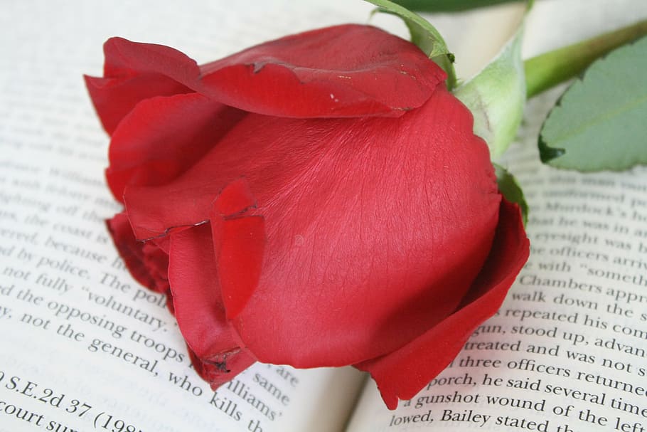 rose, book, flower, paper, red, close-up, no people, freshness HD wallpaper