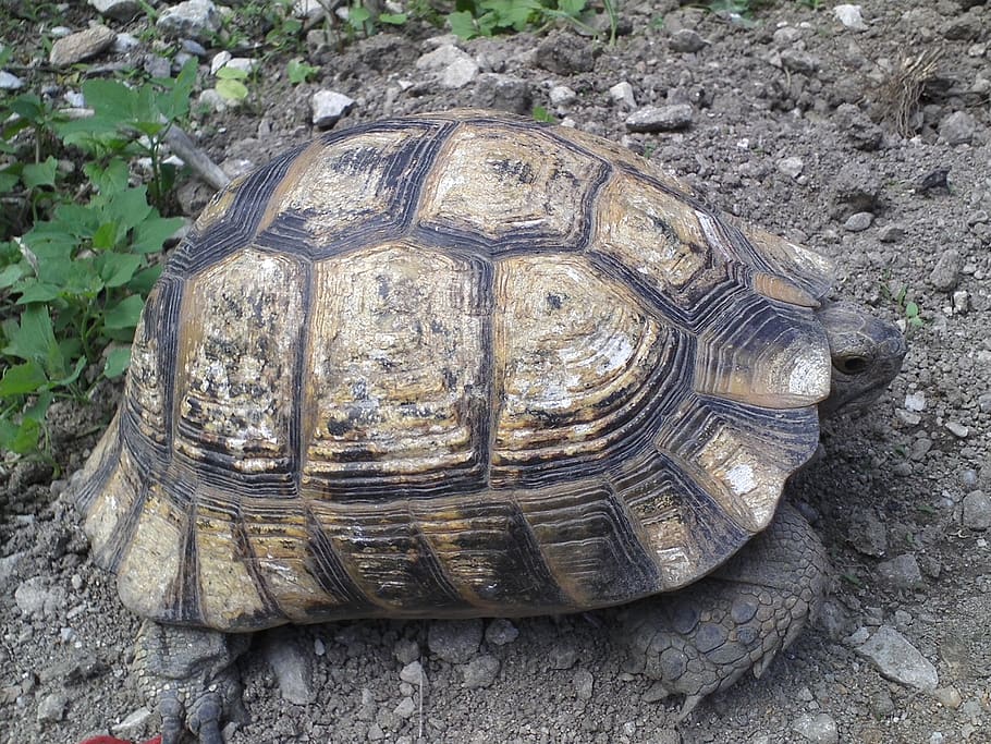 animal, turtle, shell, nature, terrestrial, reptile, tortoise HD wallpaper