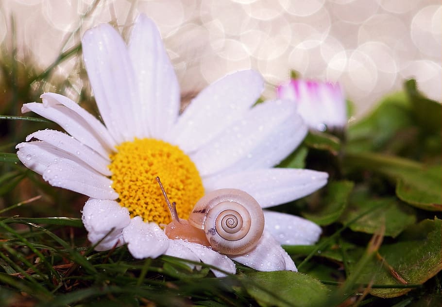 shallow focus photography of white flower, snail, shell, mollusk HD wallpaper
