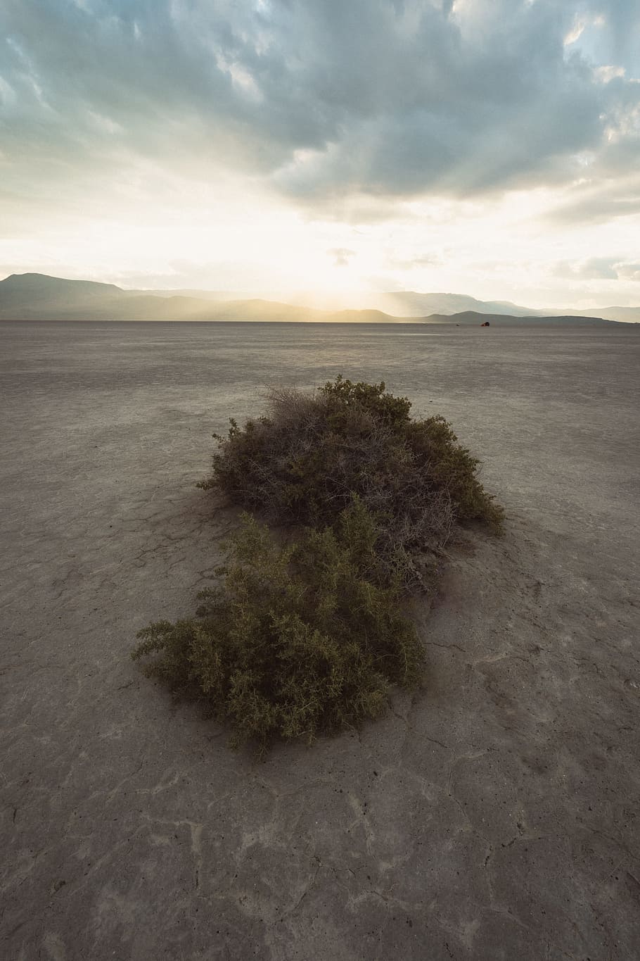 trees, desert, clouds, sky, sun, scenics - nature, tranquil scene HD wallpaper