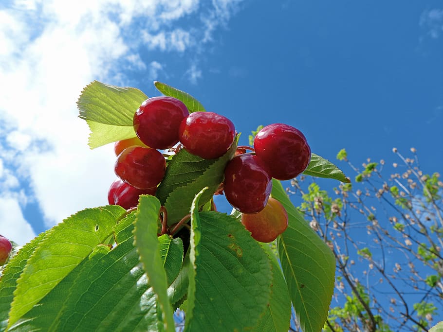 fruit, cherries, garden, nature, red, collection, harvest, leaves HD wallpaper