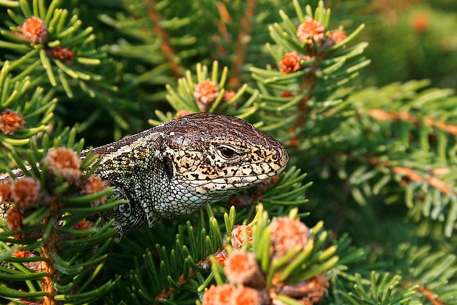 white and black monitor lizard on pink petaled flower plants HD wallpaper