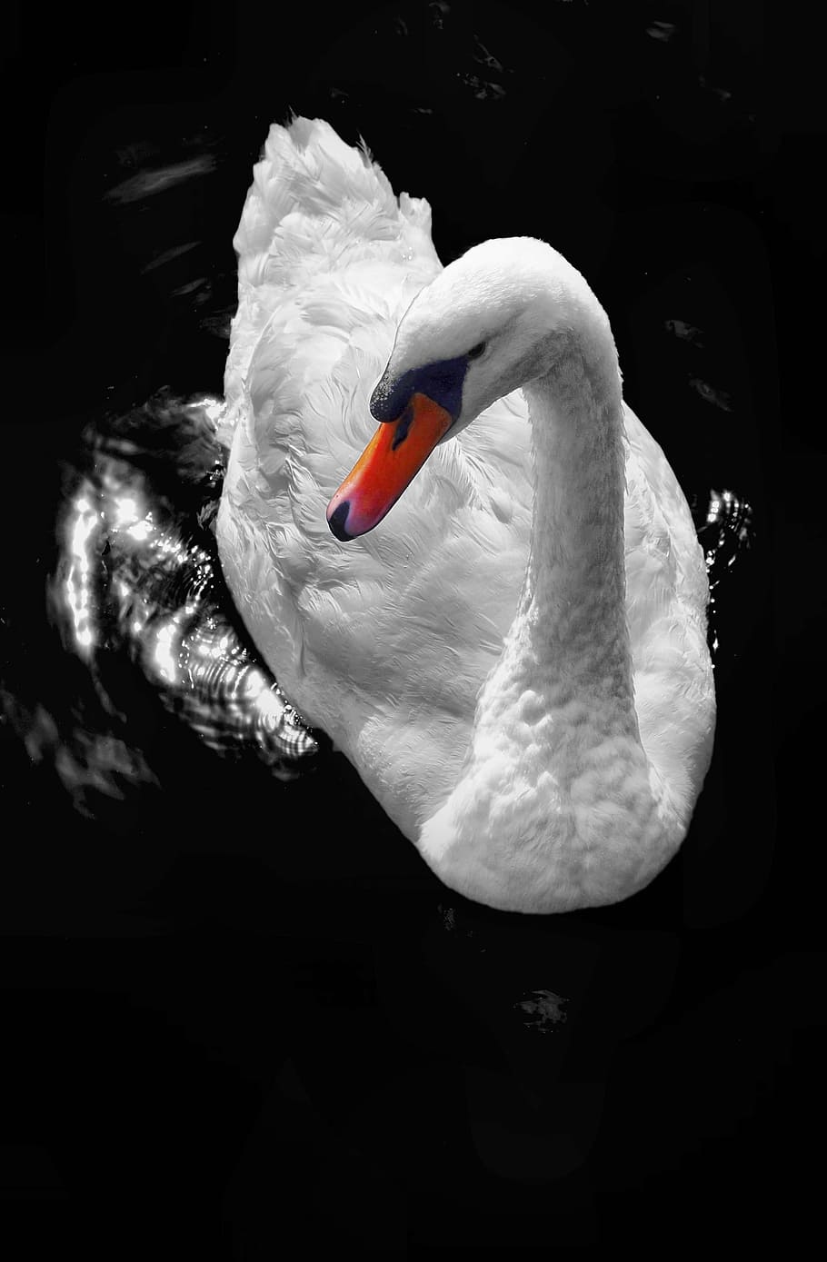 white swan on body of water, bird, nature, wing, beak, animal