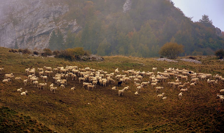 flock, sheep, prato, mountain, mammal, animal themes, livestock HD wallpaper