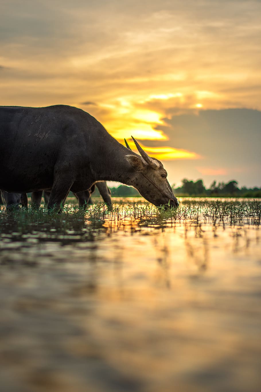 water buffalo eating grass on field during golden hour, Outside