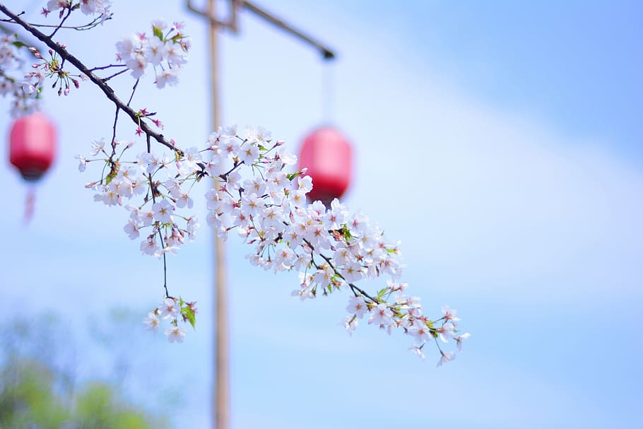 Wuzhen, Xitang, Spring, Background, tree, branch, day, no people HD wallpaper