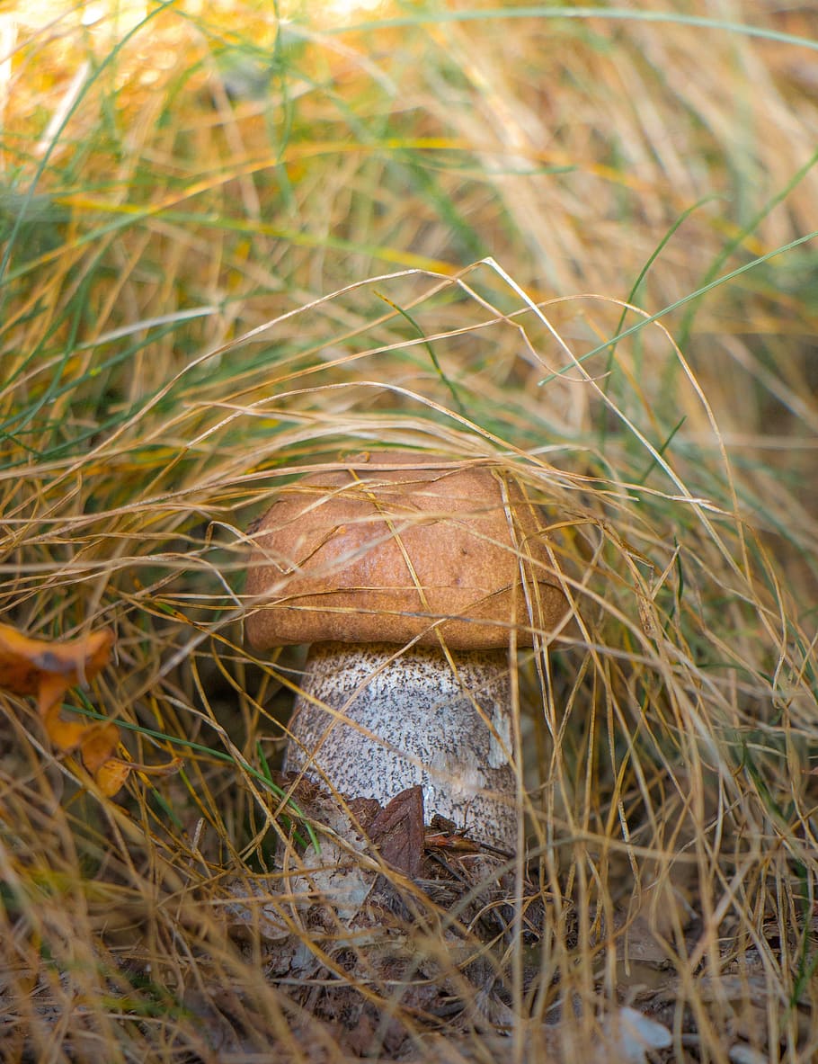 mushroom, grass, nature, forest, plant, close-up, day, no people HD wallpaper