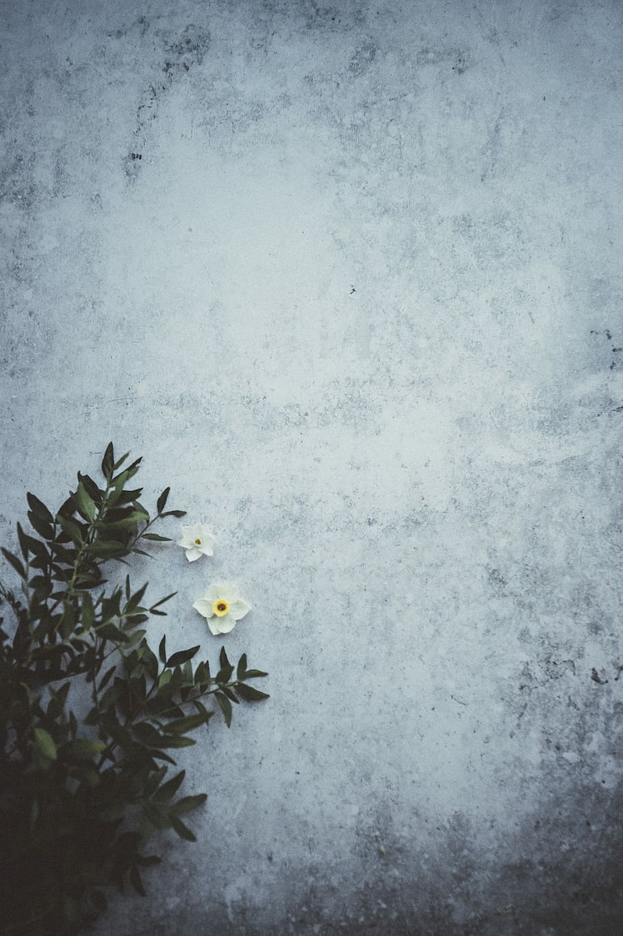 Little daffodils, white petaled flowers near concrete wall, soft HD wallpaper