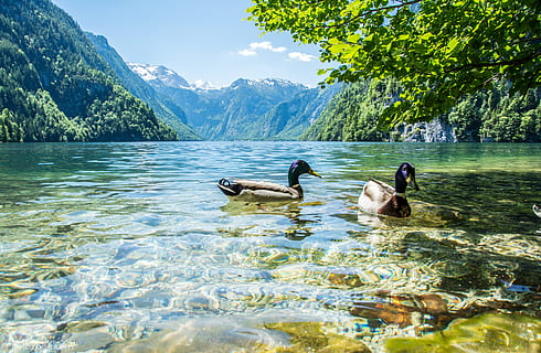 landscape, nature, water, mountain, animals, avian, daylight HD wallpaper