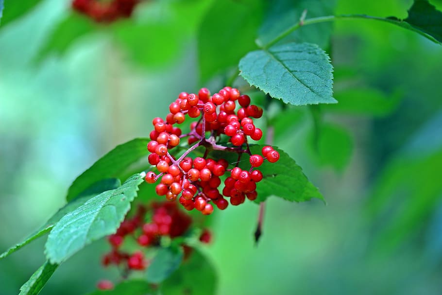 grape-elder, hart-elder, red elderberry, musky herb greenhouse, HD wallpaper