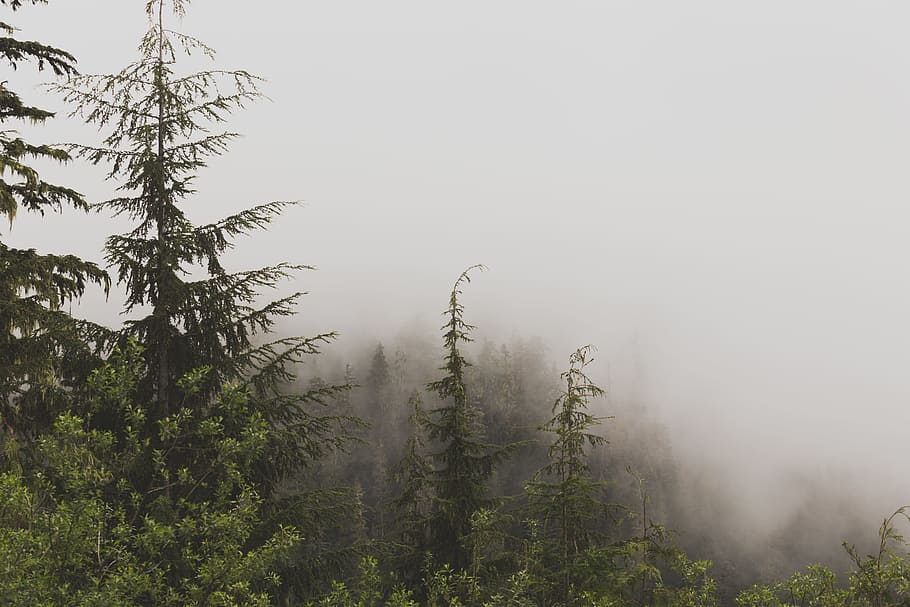 photography of pine trees covered with fogs, green trees at daytime, HD wallpaper