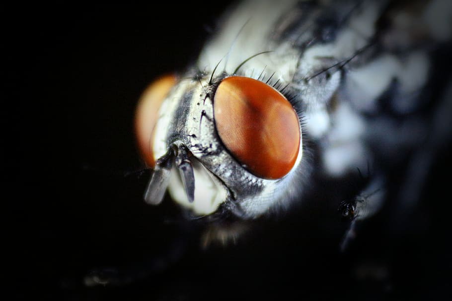 flys, black, brown, eye, close-up, animal body part, extreme close-up HD wallpaper