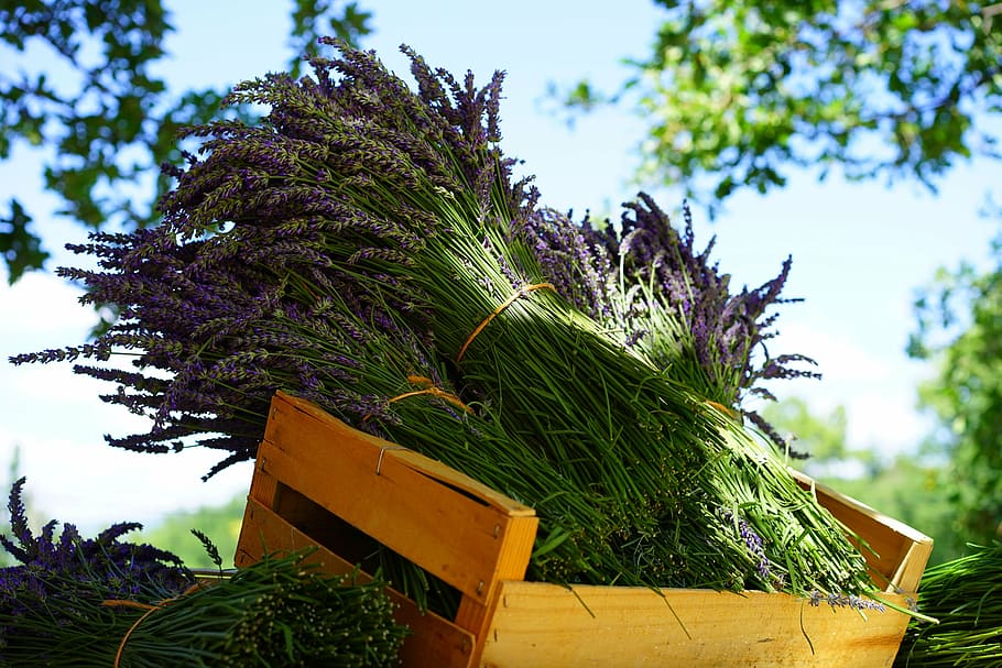 bundle of purple flower on wooden crate, lavender, tufts, sale, HD wallpaper