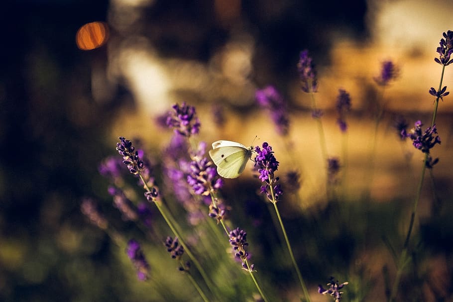 field, flowers, summer, garden, beautiful, bloom, blooming, blossom HD wallpaper
