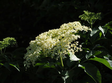 elder, blossom, bloom, white, bush, black elderberry, sambucus HD wallpaper