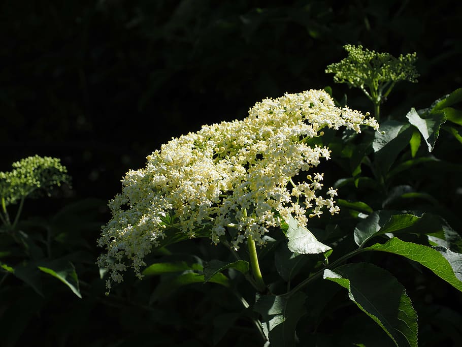 elder, blossom, bloom, white, bush, black elderberry, sambucus HD wallpaper