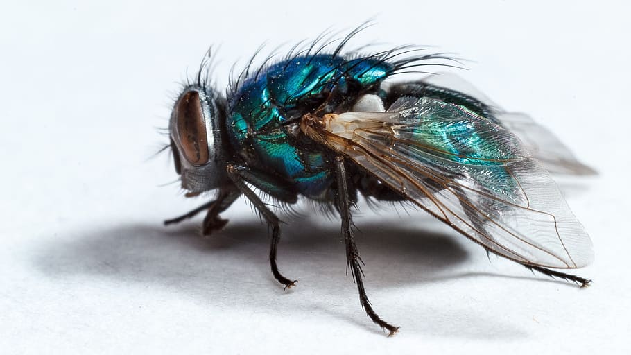 housefly, insect, macro, insect macro, wing, animal themes HD wallpaper