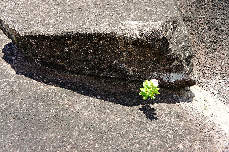 rock, plant, live, nature, growth, day, flower, no people, high angle view HD wallpaper