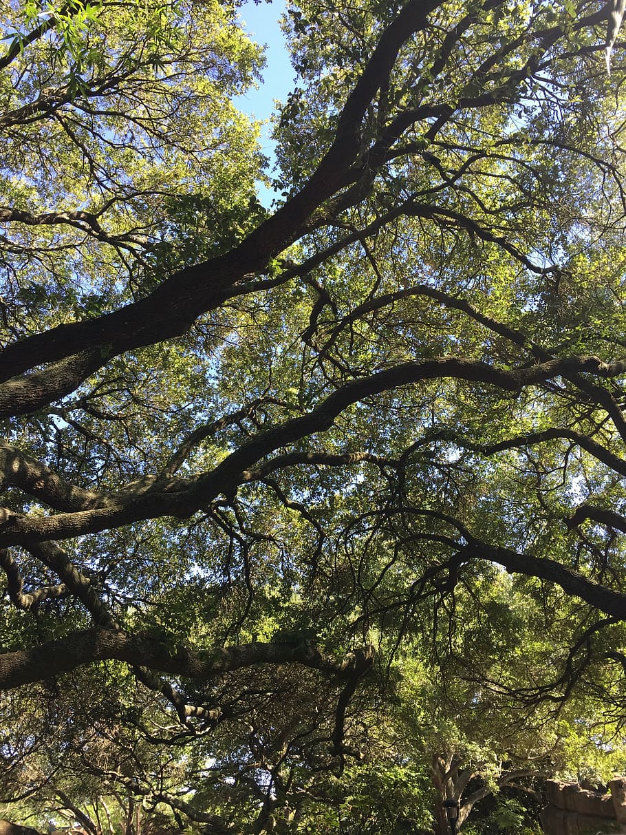 live oak, tree, canopy, nature, branch, forest, leaf, outdoors HD wallpaper