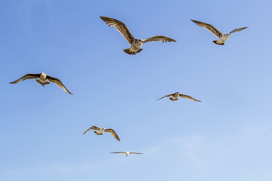 six brown birds flying in the sky, wing, seagull, blue, feather HD wallpaper