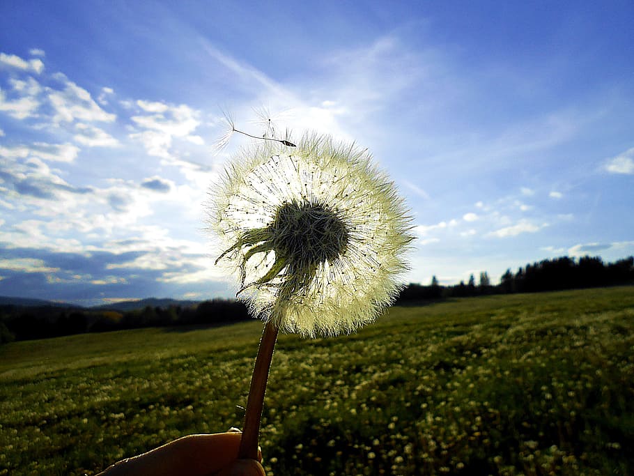 person holding white dandelion under cloudy blue sky, Sun, Glow HD wallpaper