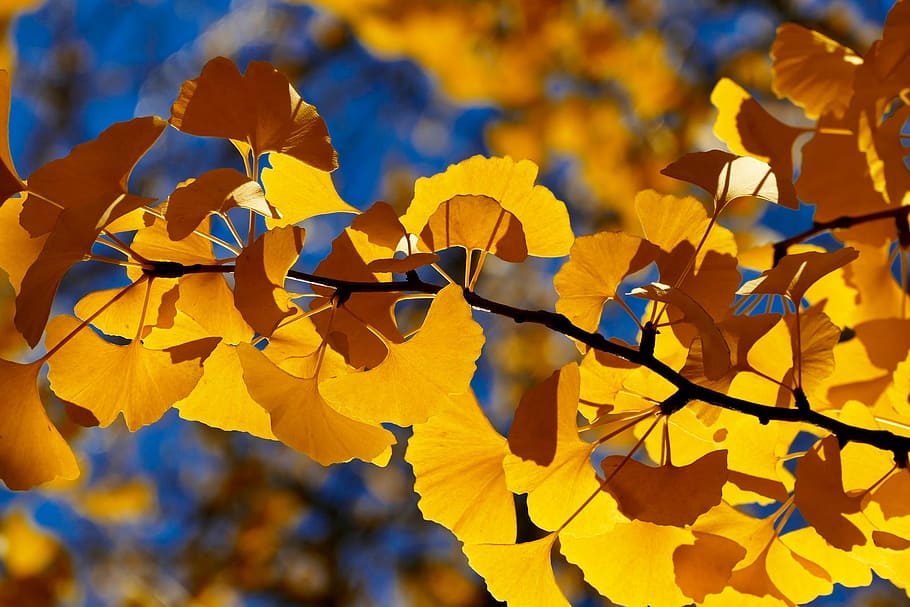 fall, leaf, tree, season, nature, autumn, ginkgo tree, growth, HD wallpaper