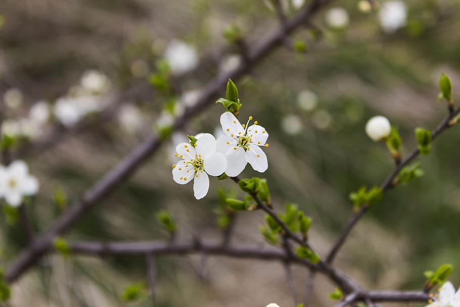 tree, flower, branch, nature, cherry, flowering plant, fragility HD wallpaper