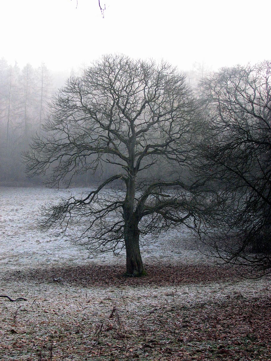 tree, fog, atmosphere, autumn, plant, bare tree, sky, nature HD wallpaper