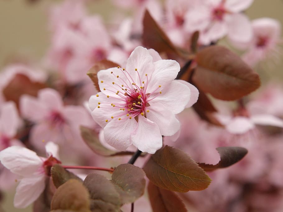 Cherry Blossom, Spring, Pink, Tree, nature, colors, flora, foliage HD wallpaper