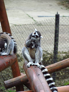 Lemar, Post, Zoo, animal, primate, monkey, wildlife, mammal HD wallpaper