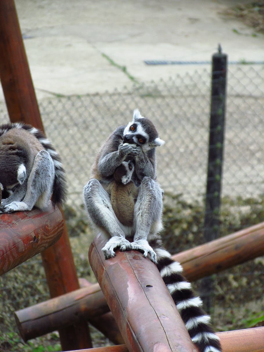 Lemar, Post, Zoo, animal, primate, monkey, wildlife, mammal HD wallpaper