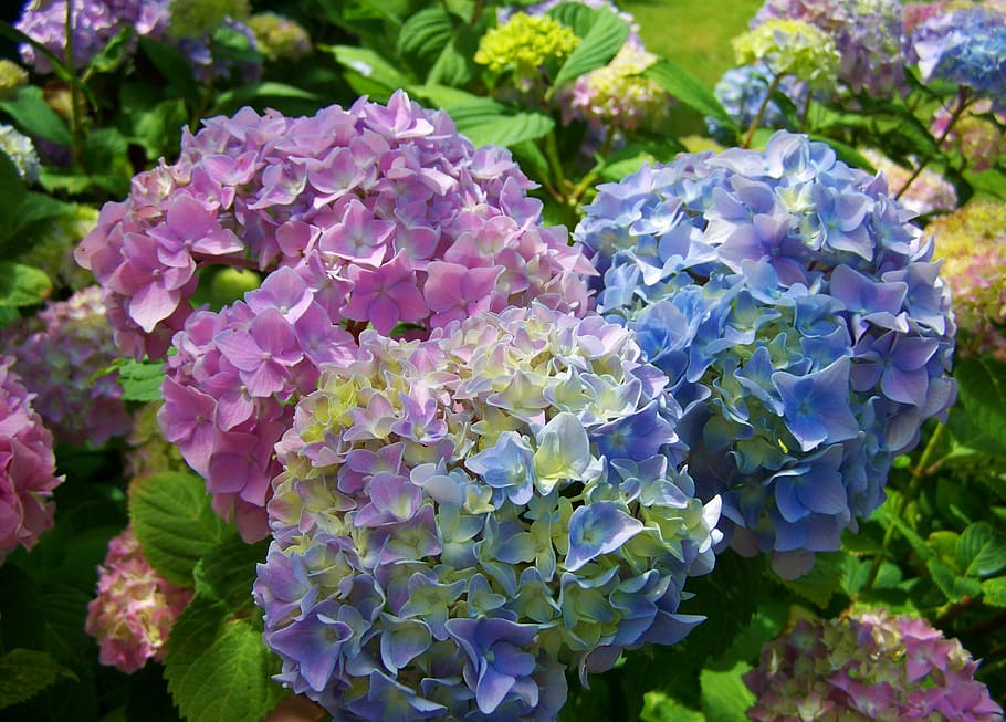 pink-and-blue flowers, hydrangea, light blue, flower garden, nature, HD wallpaper