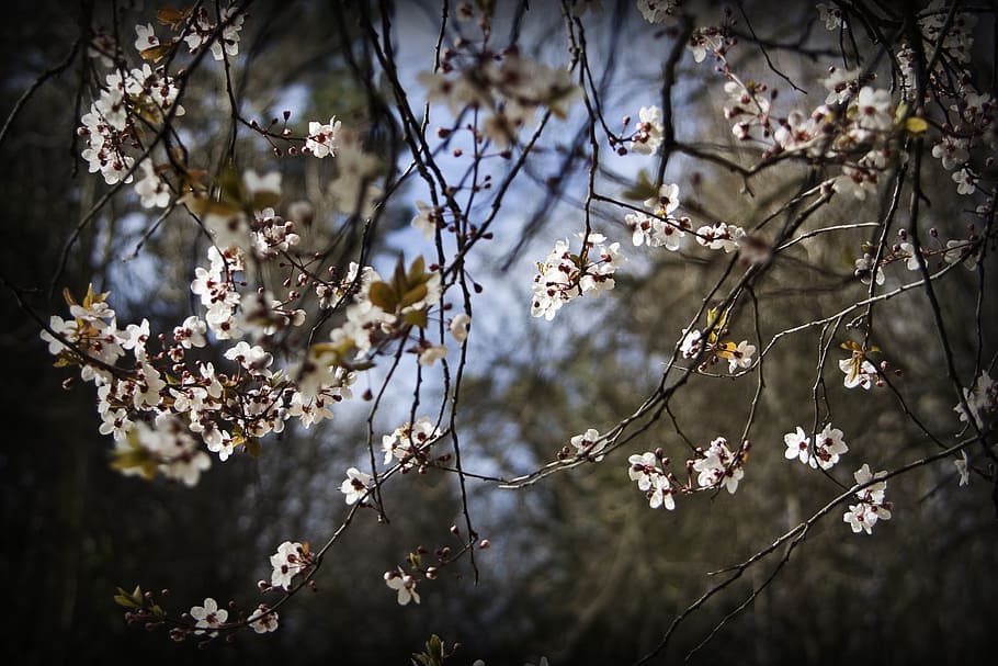 cherry trees, flowers, nature, spring, plant, flowering plant HD wallpaper
