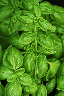 HD wallpaper basil kitchen herb medicinal plant ocimum