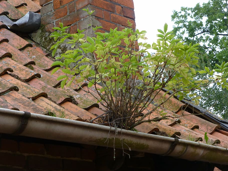 nature, force, power, roof, tree, grow, chimney, architecture HD wallpaper