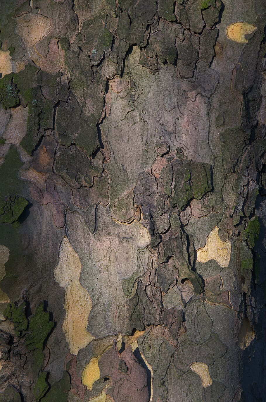 tree bark, tribe, nature, landscape, pattern, structure, backgrounds HD wallpaper