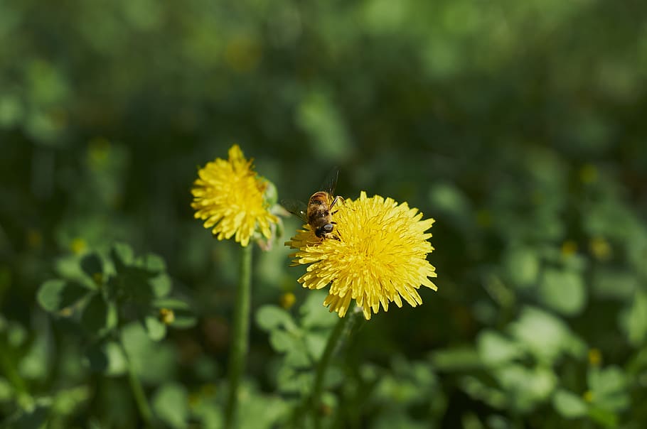 Flower, Bee, Nature, insect, animals in the wild, animal themes HD wallpaper