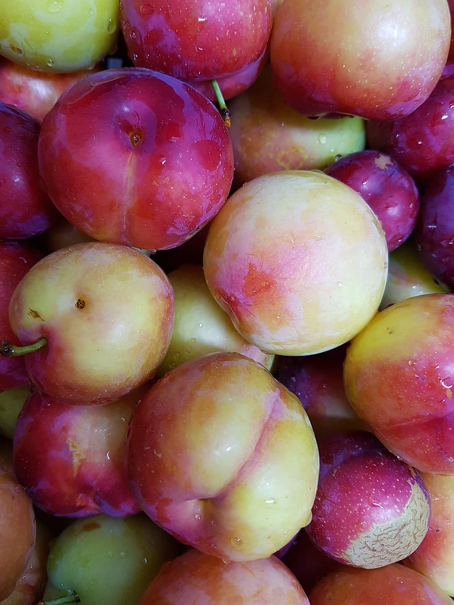 Plum, Analysis, for analysis, put all, fruit, food, freshness HD wallpaper