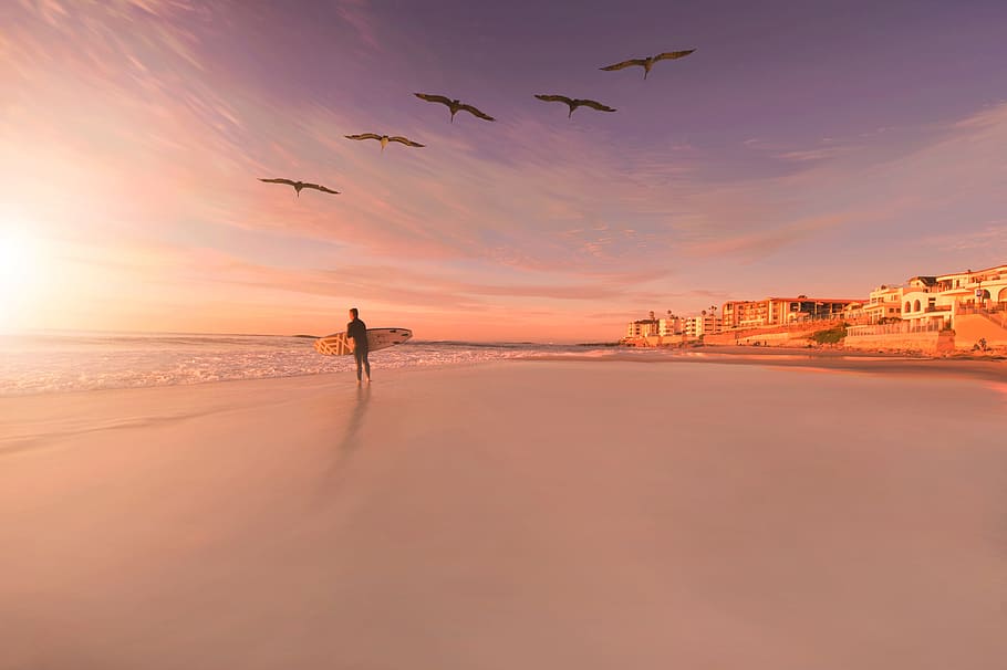 adventure, guy, trip, surf, bird, nature, sea, ocean, beach HD wallpaper