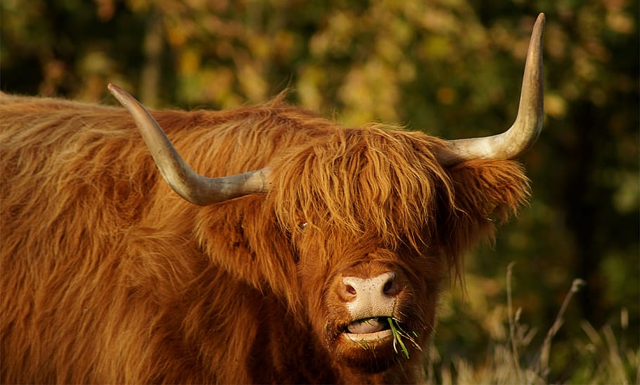 brown cow, beef, highland, bull, scottish hochlandrind, highland cattle, HD wallpaper