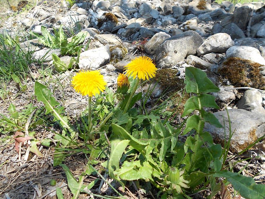 spring, dandelion, flower, flowering plant, growth, fragility HD wallpaper