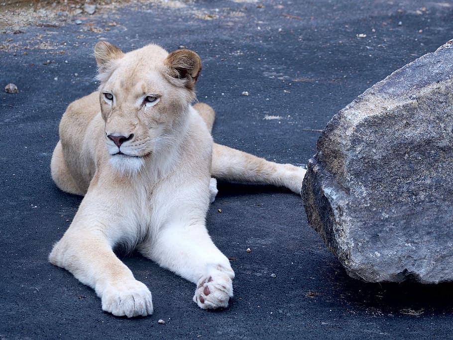 white lion wallpaper 3d